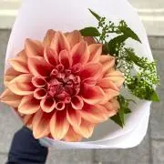 真凛の画像