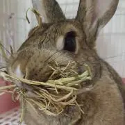 チャップの画像