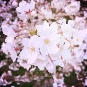 はこ