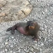 Davidの画像