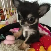 ポテトの画像