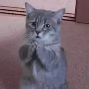 のりの画像