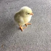 ぴよの画像