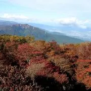 ブンブンの画像
