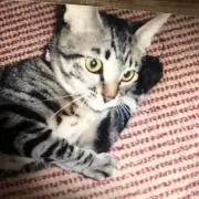 アラちゃんの画像