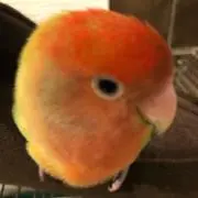 ハクテト