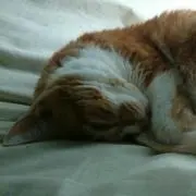 なっつー