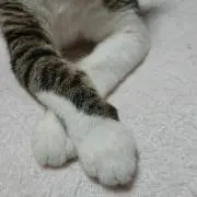 いかさん あいさつ不要の画像