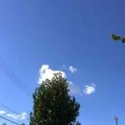 ひなちゃま