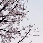 Yuki1025の画像
