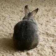とっくんの画像