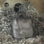 げきの画像