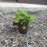 カフェインが燃料の画像