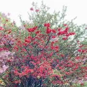 リリーの画像