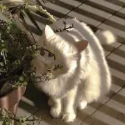 M(翌日発送可能)の画像
