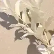 ankoの画像