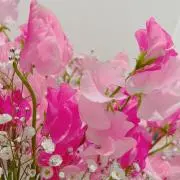みーいな　プロフ必読！の画像