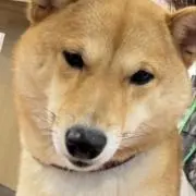 まいの画像