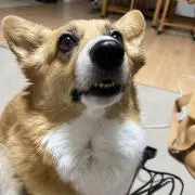 よしのり