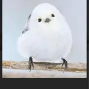ぴのの画像