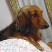 うぃっき