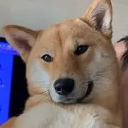 しばいぬの画像