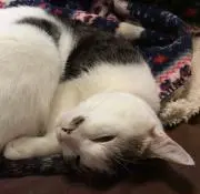 ポルテ