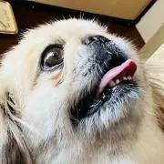 ししまる商店の画像