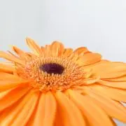 naaaの画像