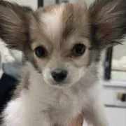 BossPyon