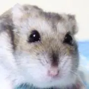 ミルクティの画像