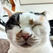 マルの画像