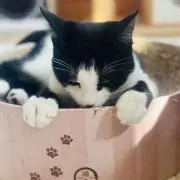 スアネの画像