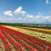 えりんぎの画像