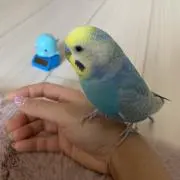 ゆめゆめこの画像