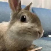チャポ