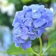 たんたんの画像