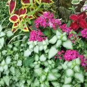 abehi＊～*夏のsale実施中⌒☆の画像