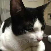 あんず