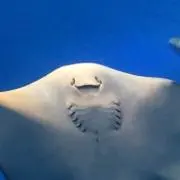 のぶさん