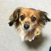 rottyの画像