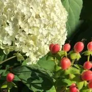 ちび　24時間以内発送の画像