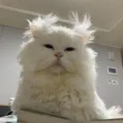 ぷりんの画像