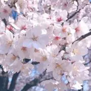 すずしの