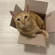 amuamuの画像