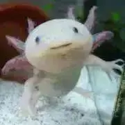 りん＊当日発送可能の画像