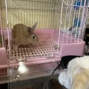 クロの画像