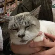 すーさん