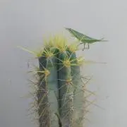 sasaの画像