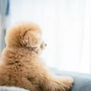 pikaの画像